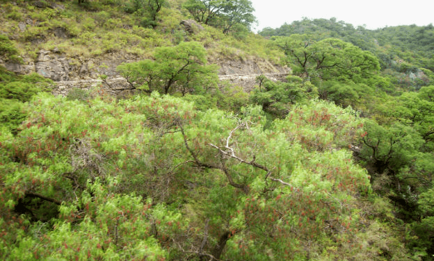 Rige el Plan Provincial Agroforestal