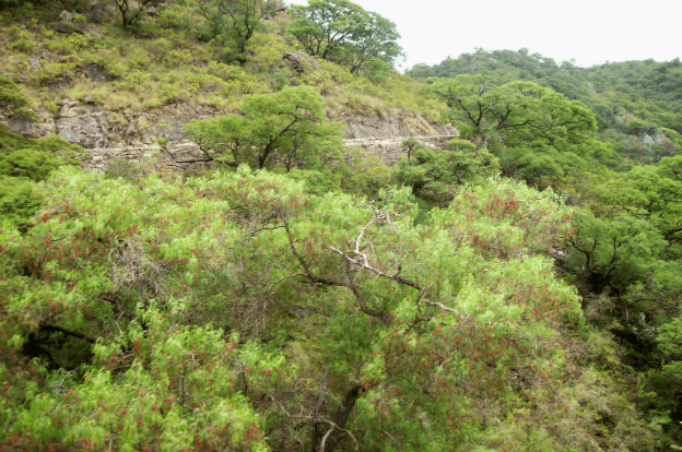 Rige el Plan Provincial Agroforestal