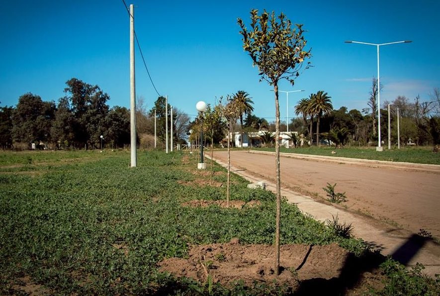 Plan de forestación en General Deheza