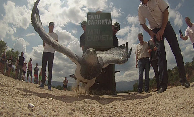 Policía Ambiental liberó 700 aves silvestres en la provincia