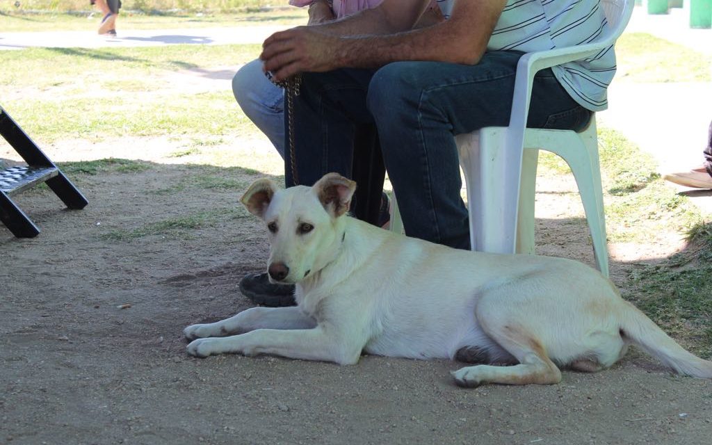 Quirófano Móvil de Mascotas en Vecinal Las Quintas