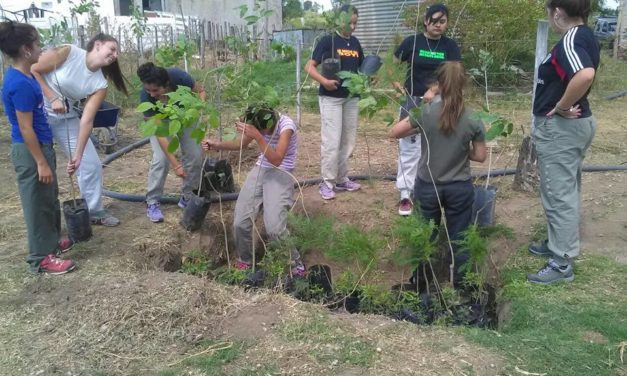 Bulnes: Plan de Forestación