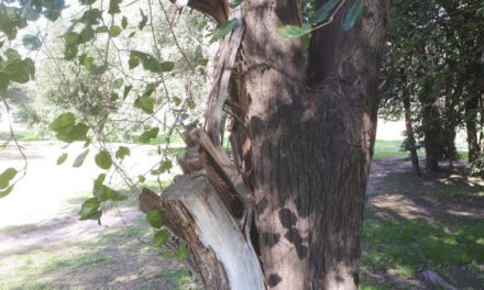 En Río Cuarto, hay más de 1.200 árboles en mal estado
