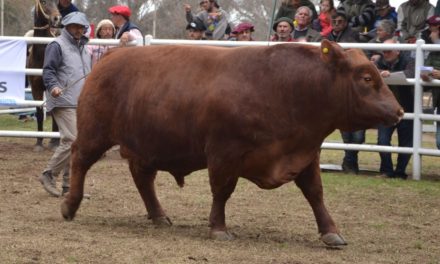 Pincen: Jornada Ganadera para productores del sur Cordobés