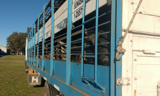 Canals: importante sanción por infracción a la Ley de Carnes