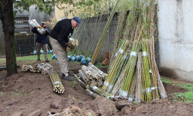 Forestación: Agricultura entregó más de 110 mil árboles