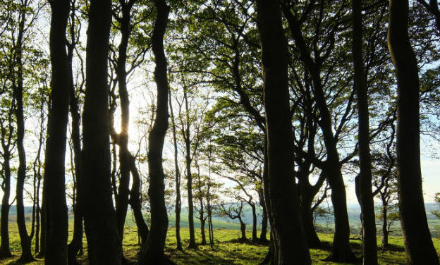 Llegan las Jornadas Forestales de Marcos Juárez y Río Cuarto