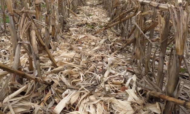 Un cuarto del rastrojo de maíz del departamento alcanza para cubrir el mercado eléctrico de la ciudad