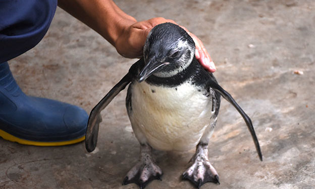 Policía Ambiental combate el tráfico ilegal de fauna