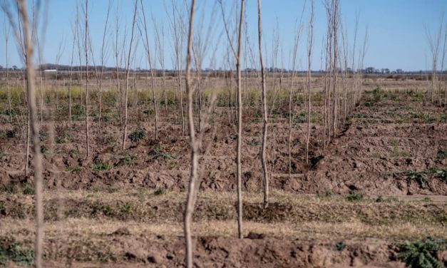 Villa Huidobro: forestan el predio de la planta de tratamiento de residuos cloacales