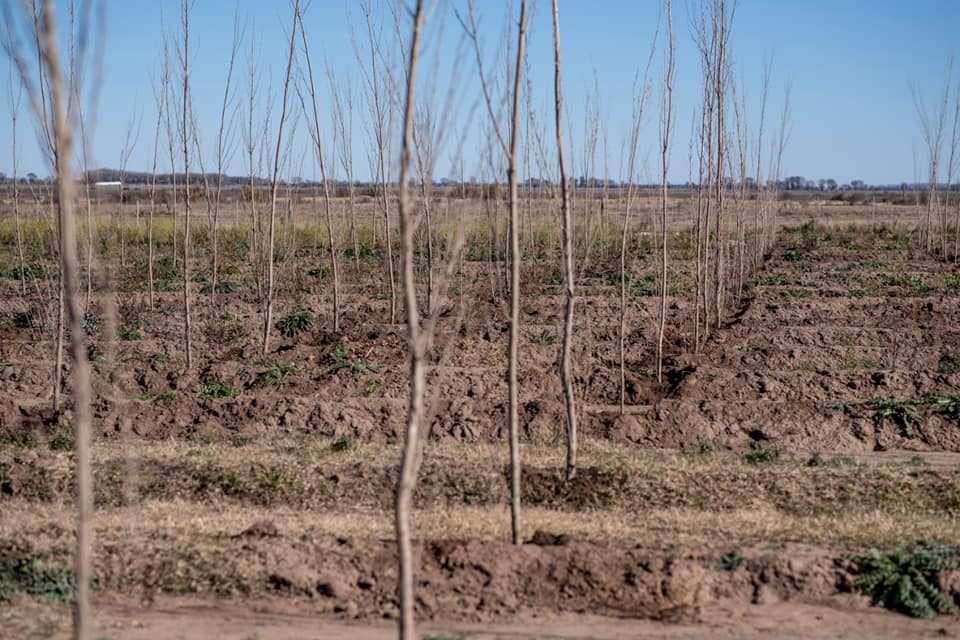 Villa Huidobro: forestan el predio de la planta de tratamiento de residuos cloacales