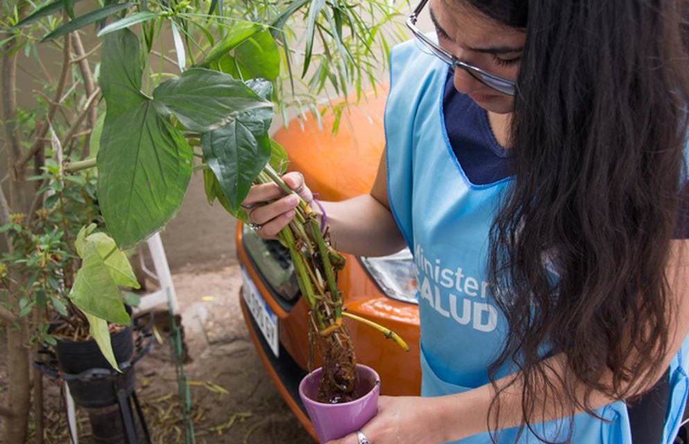 Córdoba: se reportaron 404 nuevos casos autóctonos de dengue