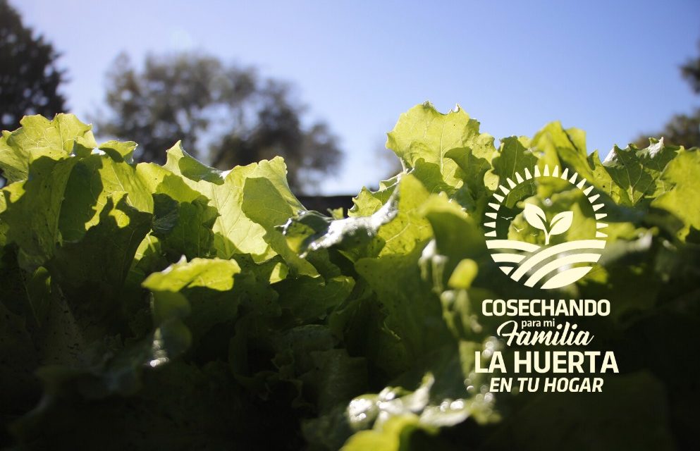 La Huerta en tu Hogar: Comienza la entrega de semillas en Río Cuarto