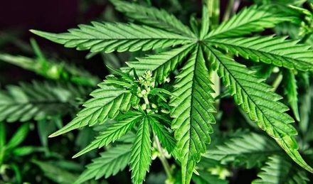 Villa Ciudad Parque desarrollará cultivo comunitario de cannabis y emitirá permisos para privados