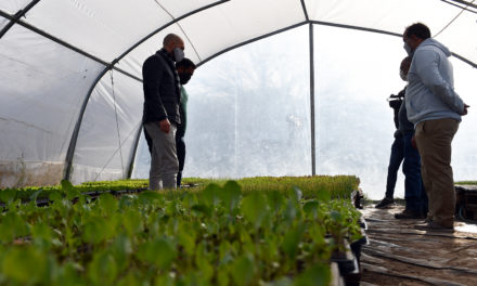 Más de 32 mil plantines en la Plantinera Municipal