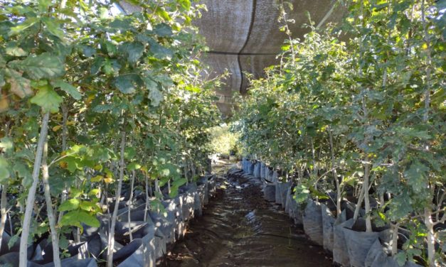 Plan Provincial Forestal: desarrollan lote demostrativo de roble en el sur provincial