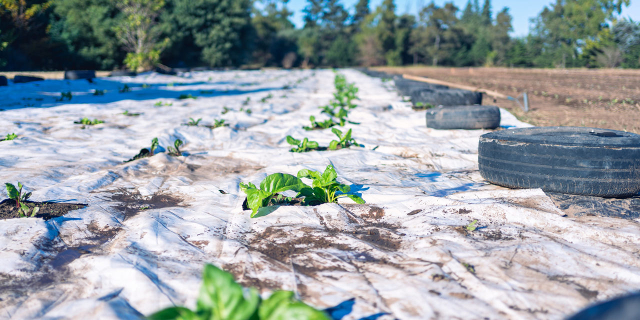Huerta comunitaria agroecológica en Adelia María