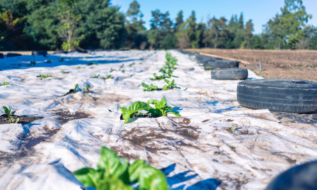 Huerta comunitaria agroecológica en Adelia María