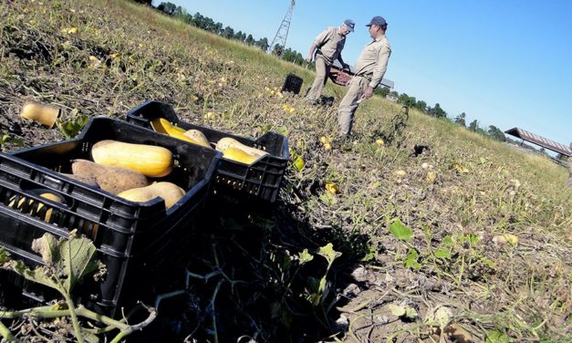 La brecha entre lo que pagó el consumidor y lo que recibió el productor subió 11%