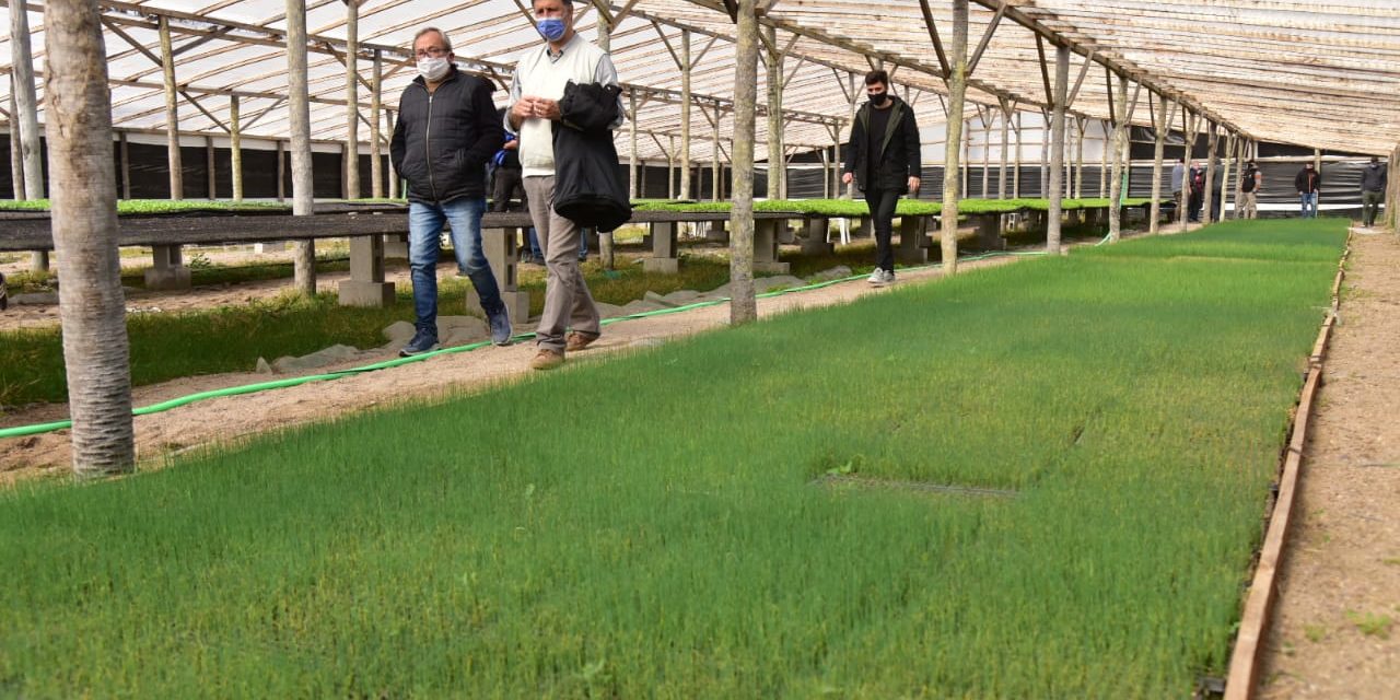Rosso recorrió el Mercado de Abasto en donde avanza la producción hortícola