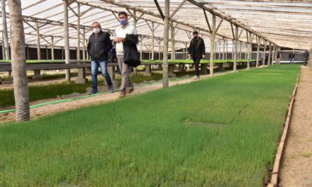 Rosso recorrió el Mercado de Abasto en donde avanza la producción hortícola