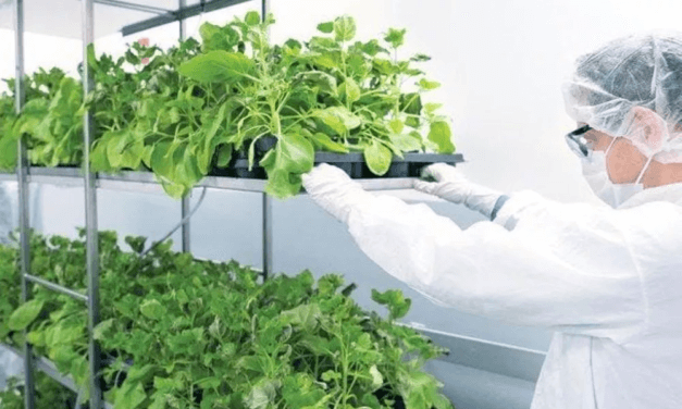 Nueva tecnología: aprobaron la vacuna vegetal que se testeó en Córdoba