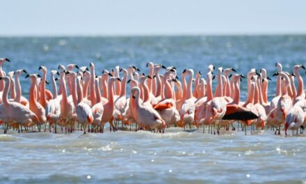 El Senado aprobó por unanimidad la creación del Parque Nacional Ansenuza