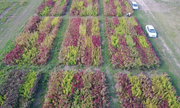 La UNRC y el INTA harán un ensayo sobre transición hacia la producción agroecológica