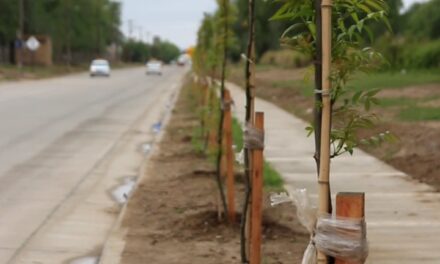 Villa María: el municipio avanza con el plan de forestación en distintos puntos de la ciudad