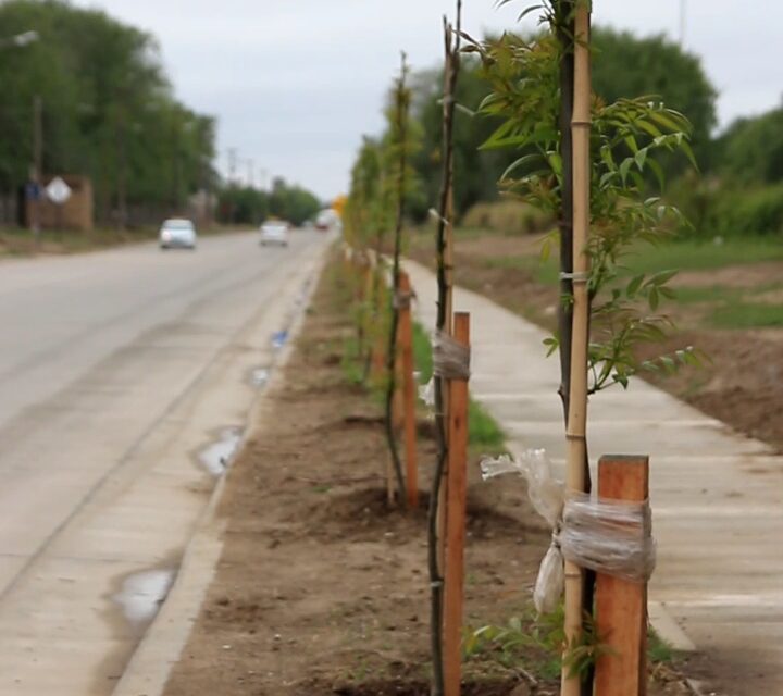 Villa María: el municipio avanza con el plan de forestación en distintos puntos de la ciudad