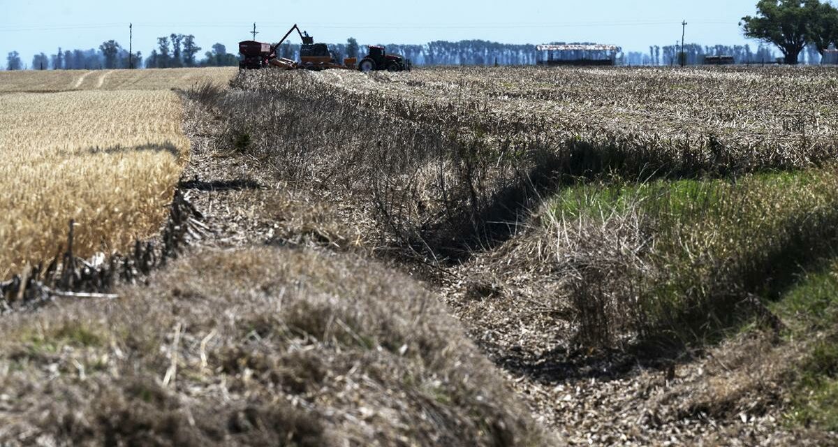 Casi el 55% del territorio nacional se encuentra bajo condición de sequía