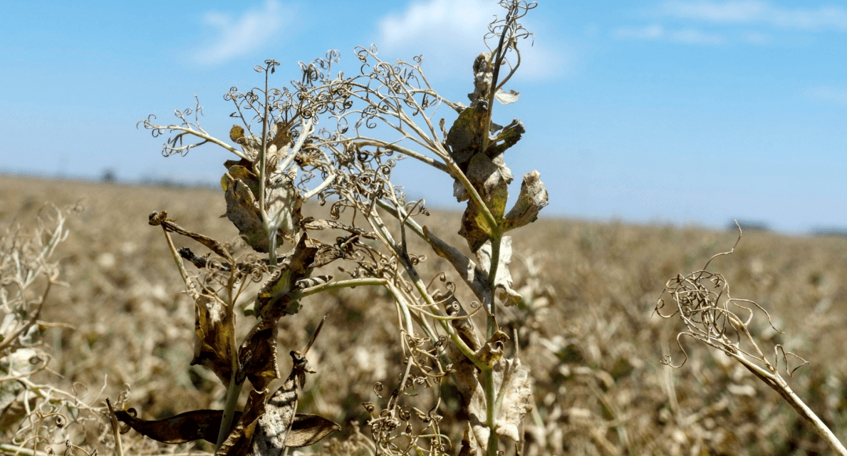 Sequía: el Gobierno invertirá $70.000 millones para asistir a productores