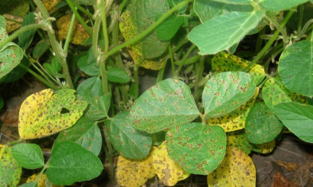 Desarrollan nueva variedad de soja resistente a roya asiática