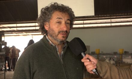 89º Expo Rural: se realizó la admisión de porcinos y conejos