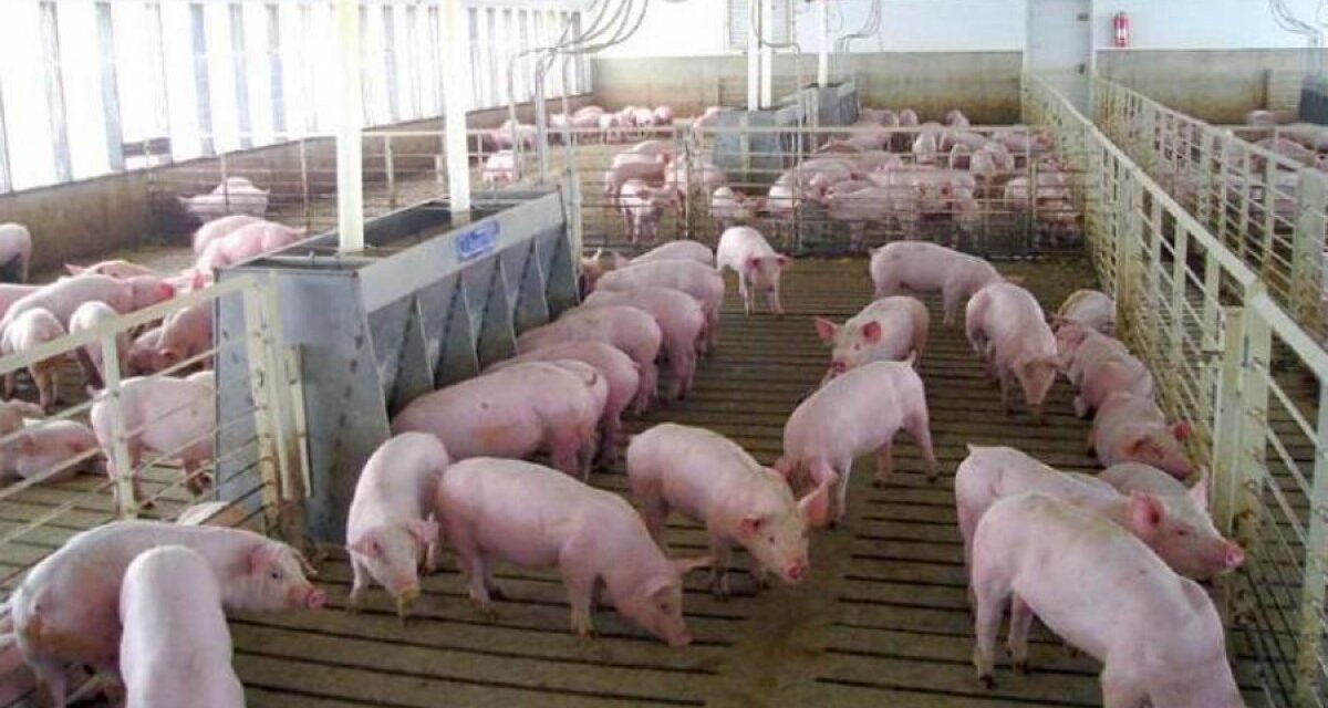 ¿Por qué la carne de cerdo es una de las opciones más elegidas para estas fiestas?