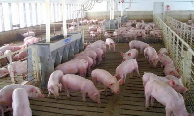 ¿Por qué la carne de cerdo es una de las opciones más elegidas para estas fiestas?