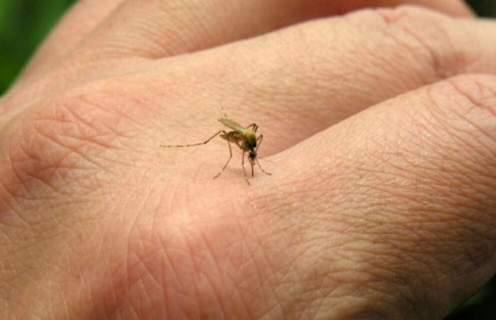 Se detectaron tres casos de dengue autóctonos en Córdoba