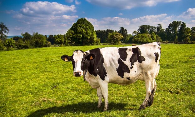 Una solución innovadora para la mastitis bovina