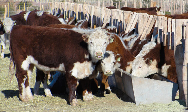 Se espera que la faena de hacienda 2024 sea menor a la de los últimos dos años