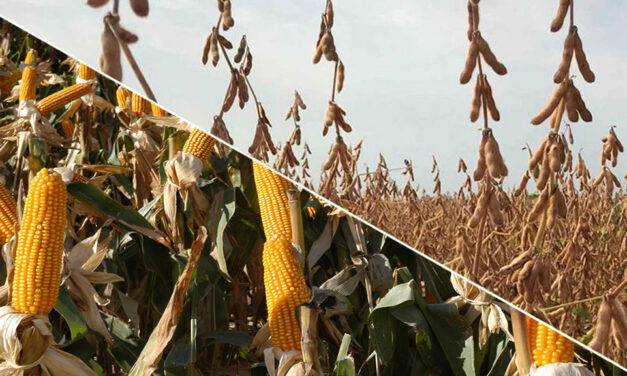 Proyectan resultados de la campaña agrícola para algunos Departamentos de Córdoba