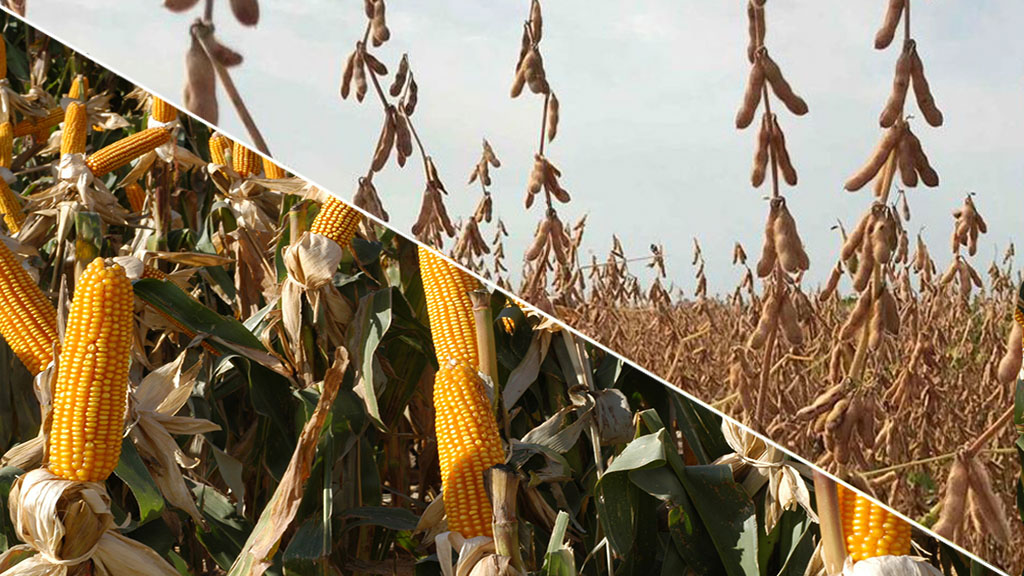 Proyectan resultados de la campaña agrícola para algunos Departamentos de Córdoba
