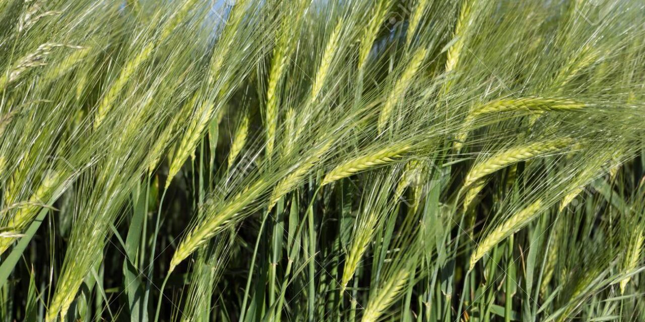 El USDA estimó que la producción mundial de cebada rondará las 143,6 millones de toneladas