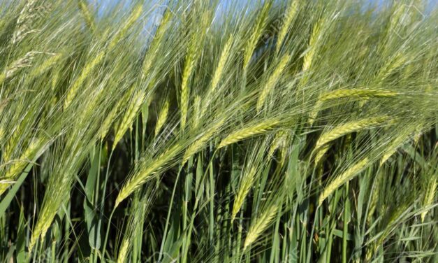 El USDA estimó que la producción mundial de cebada rondará las 143,6 millones de toneladas