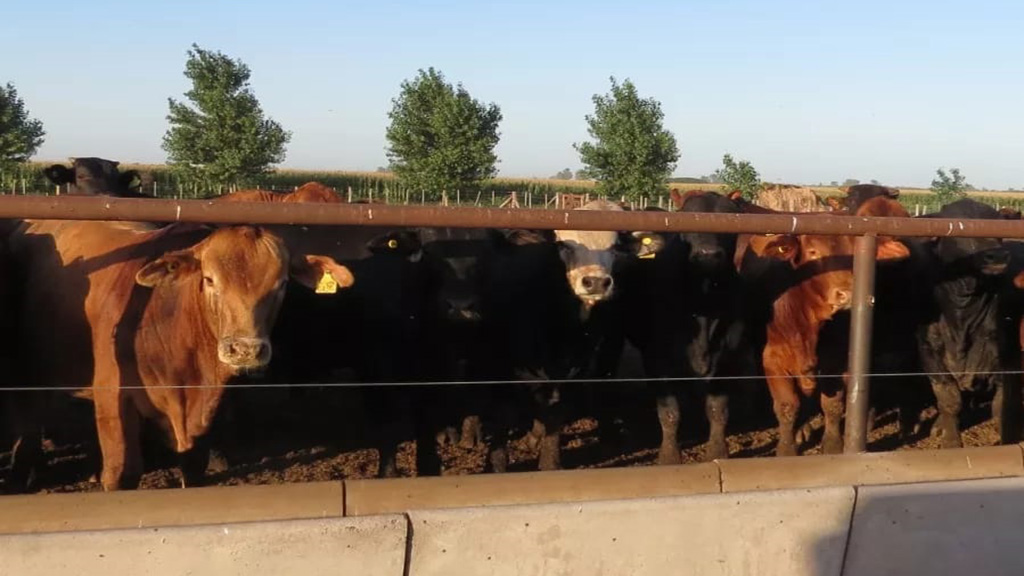 La mala distribución de un aditivo causó la muerte de animales en un feedlot de Monte Maíz