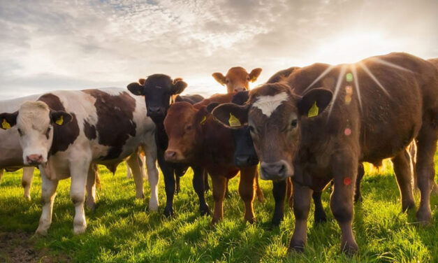 El rol del ganado bovino