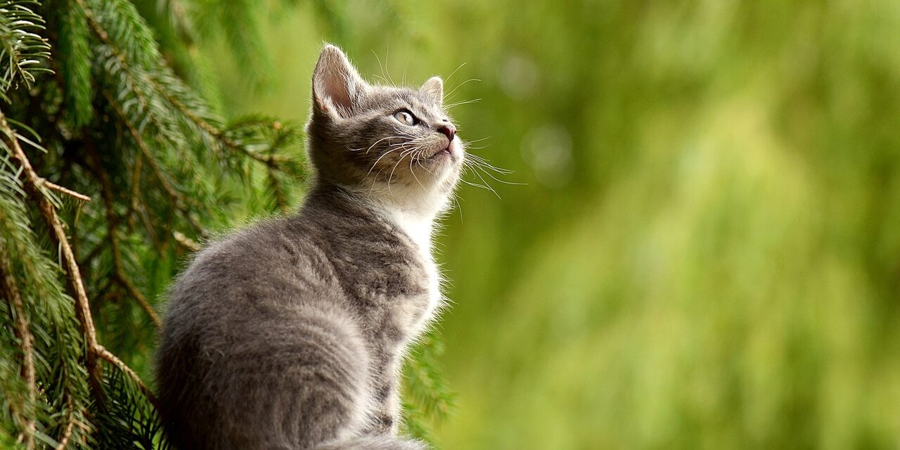 Anemia infecciosa felina: ¿qué es y cómo prevenirla?