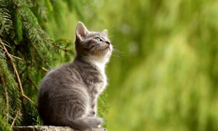 Anemia infecciosa felina: ¿qué es y cómo prevenirla?