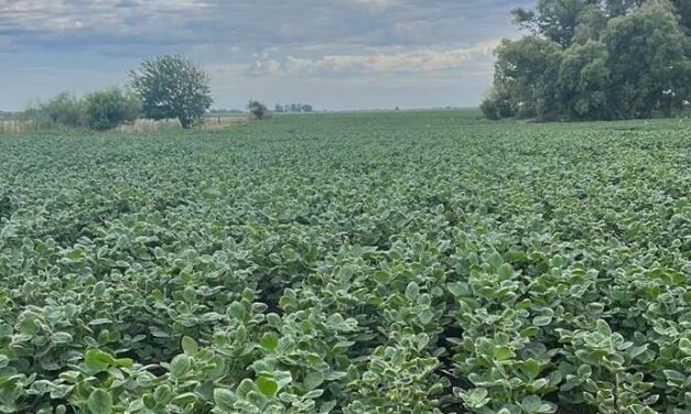La doble cara de los herbicidas en años secos