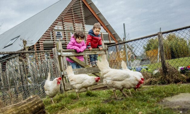 El futuro sustentable en la industria avícola