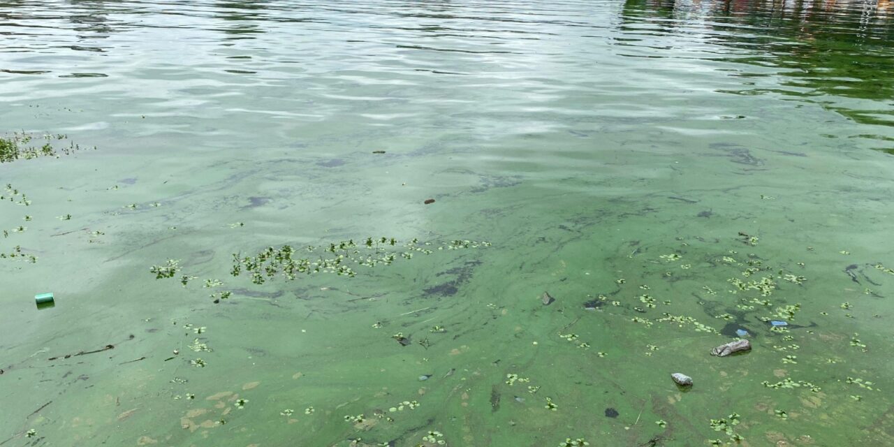 Villa Carlos Paz: Comenzó el operativo de extracción de cianobacterias sin resultados definitivos